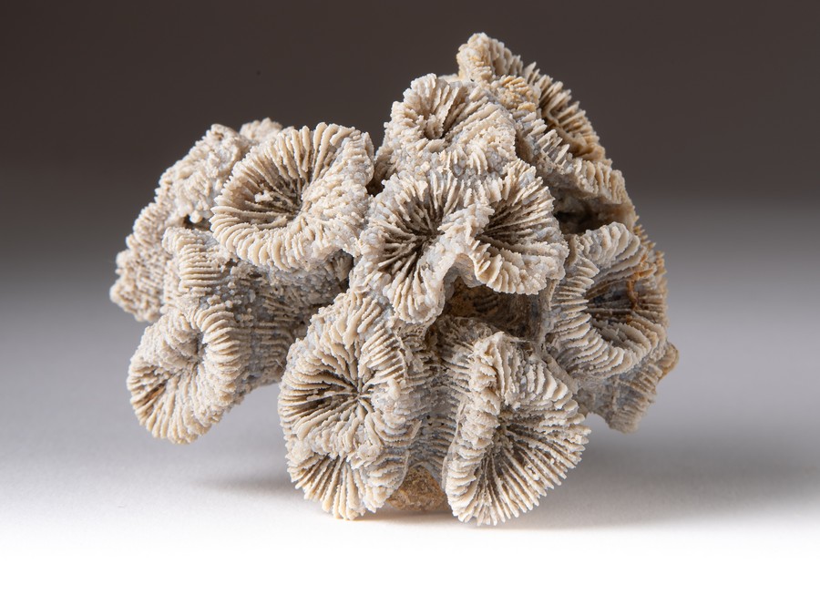 Astkoralle - Thecosmilia