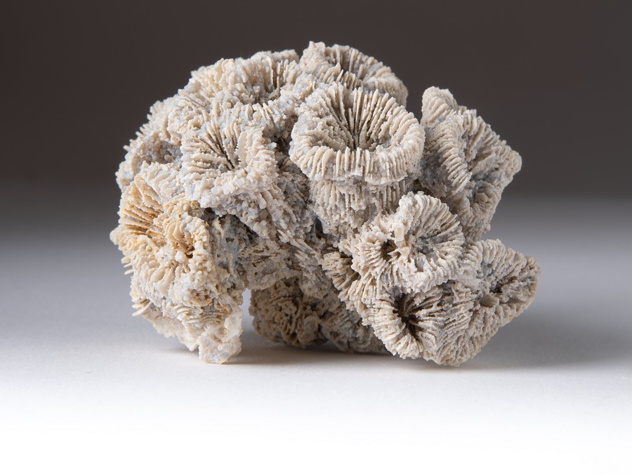 Astkoralle - Thecosmilia