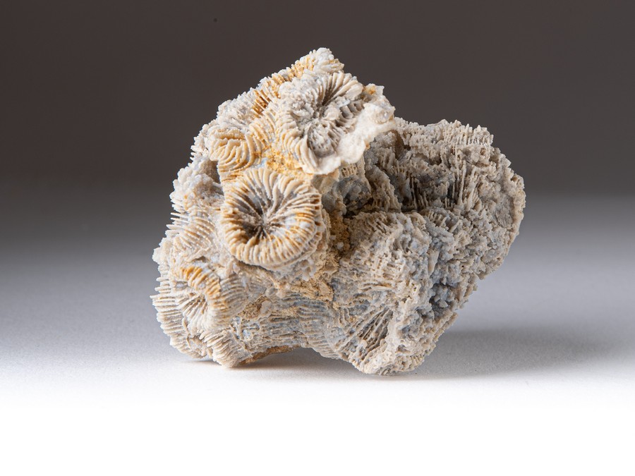 Astkoralle - Thecosmilia