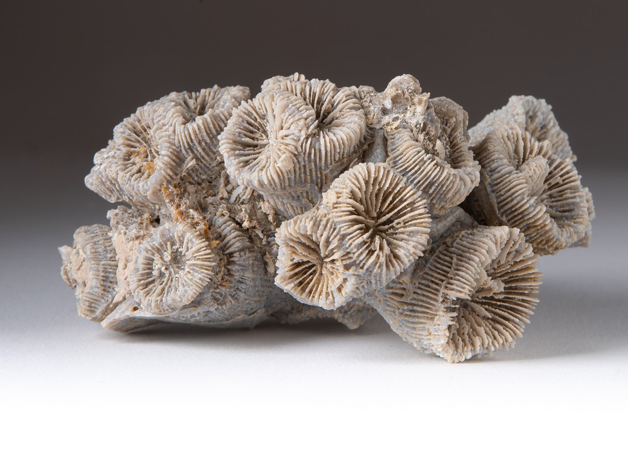 Astkoralle - Thecosmilia