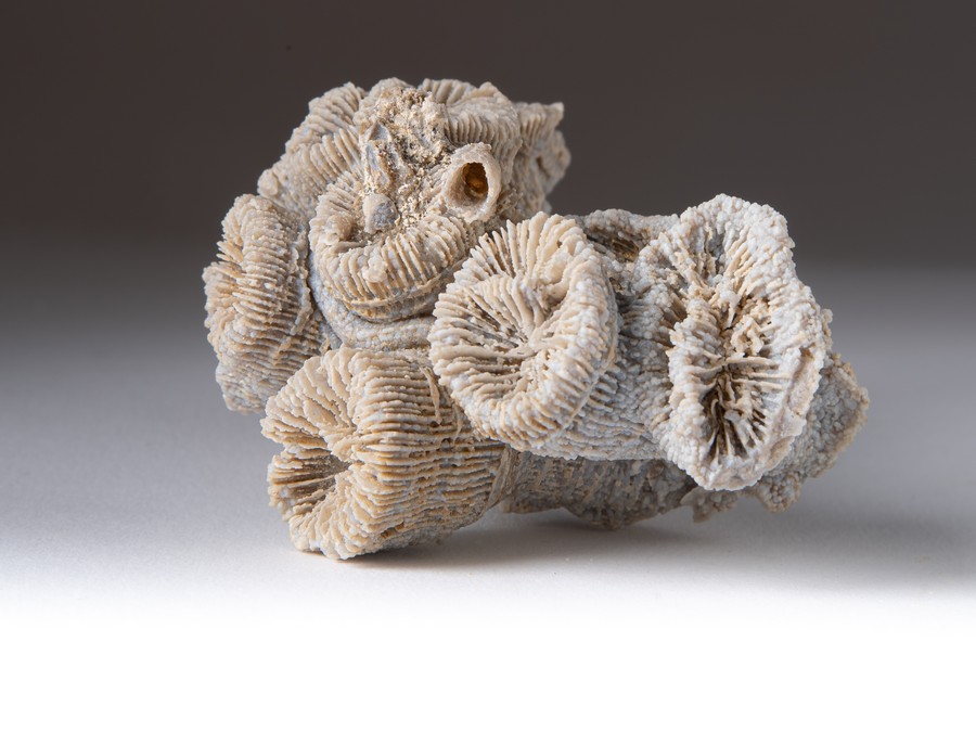 Astkoralle - Thecosmilia