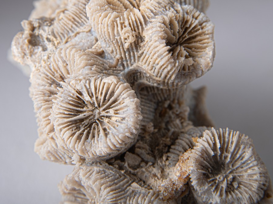 Astkoralle - Thecosmilia