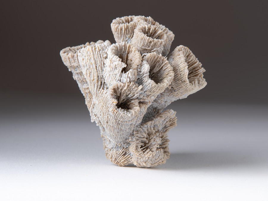 Astkoralle - Thecosmilia