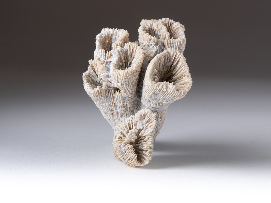 Astkoralle - Thecosmilia