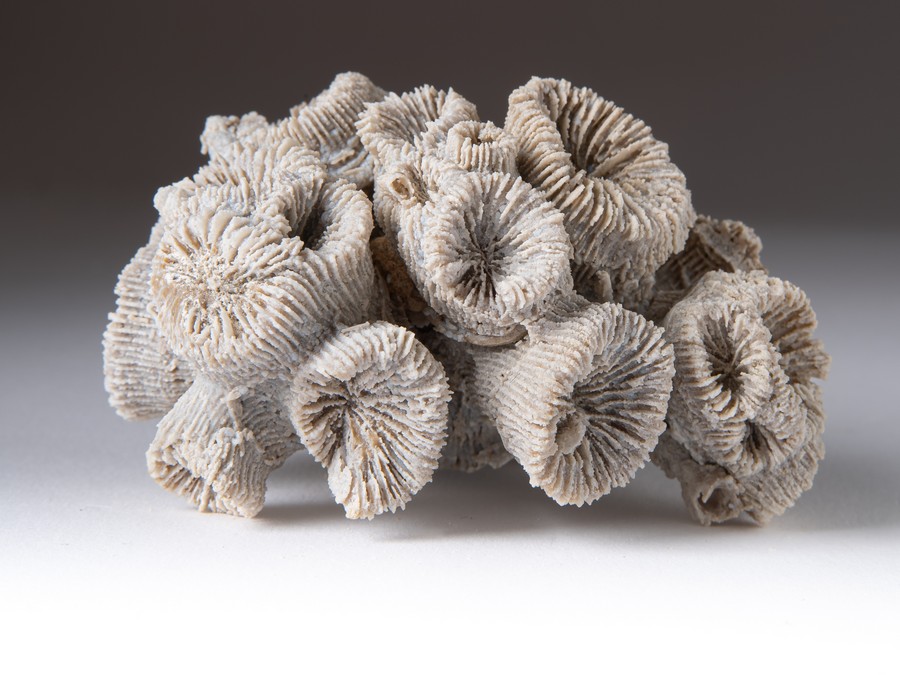 Astkoralle - Thecosmilia