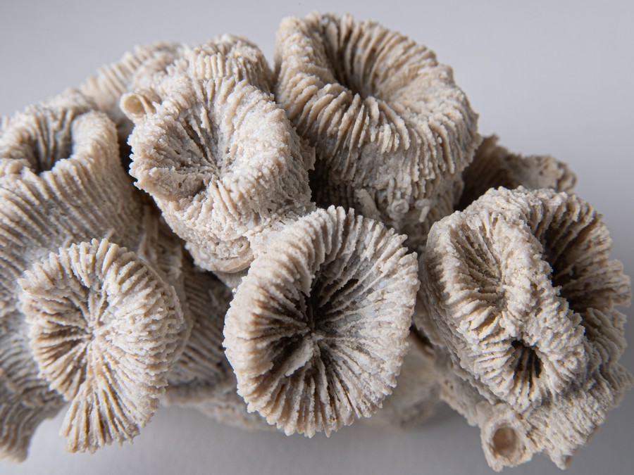 Astkoralle - Thecosmilia