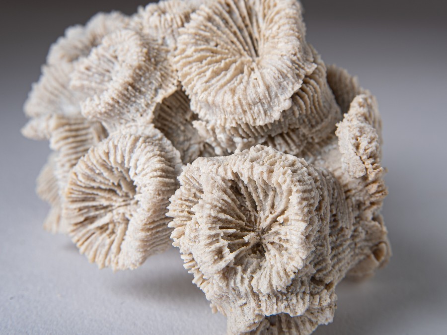 Astkoralle - Thecosmilia