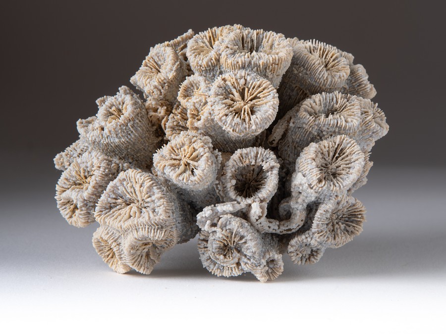 Astkoralle - Thecosmilia