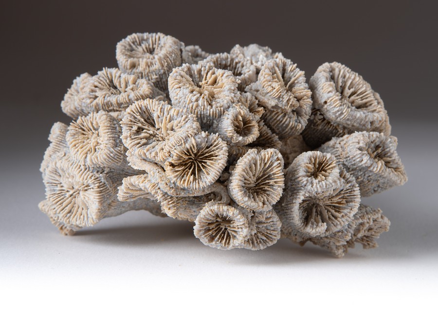 Astkoralle - Thecosmilia