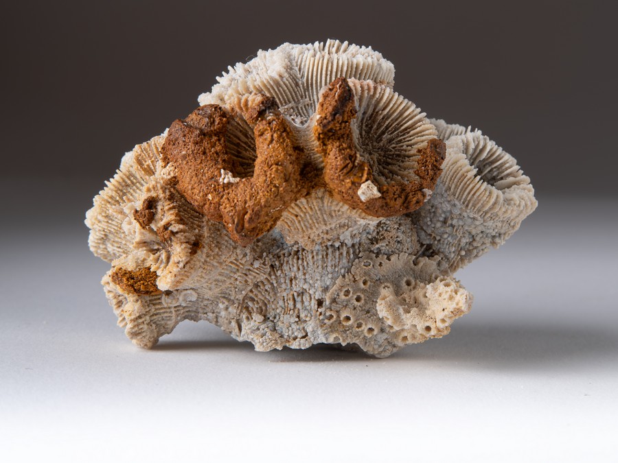 Astkoralle - Thecosmilia