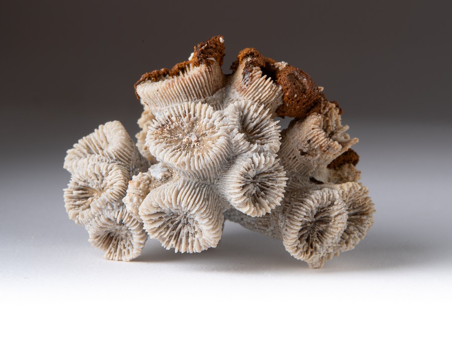 Astkoralle - Thecosmilia