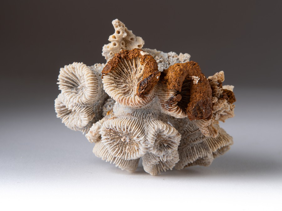 Astkoralle - Thecosmilia