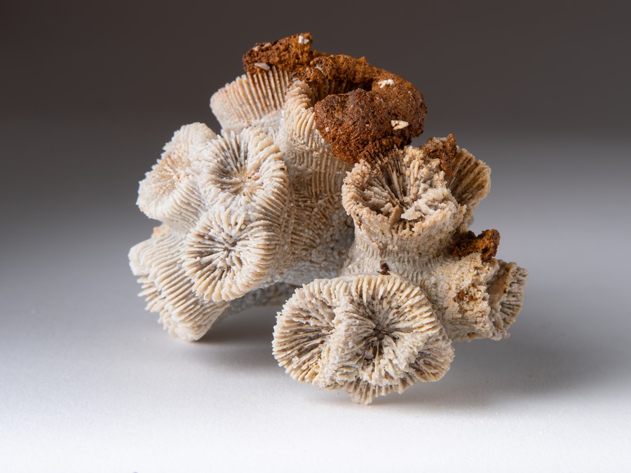 Astkoralle - Thecosmilia