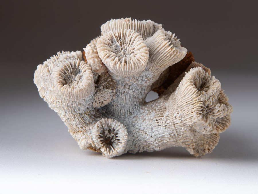 Astkoralle - Thecosmilia