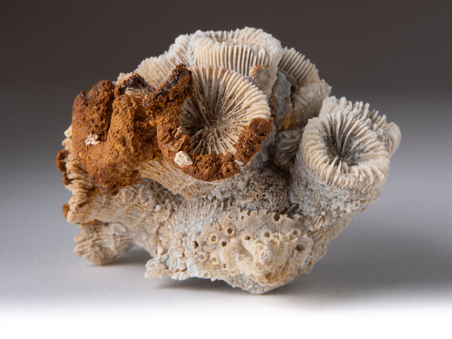 Astkoralle - Thecosmilia