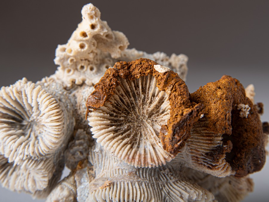 Astkoralle - Thecosmilia