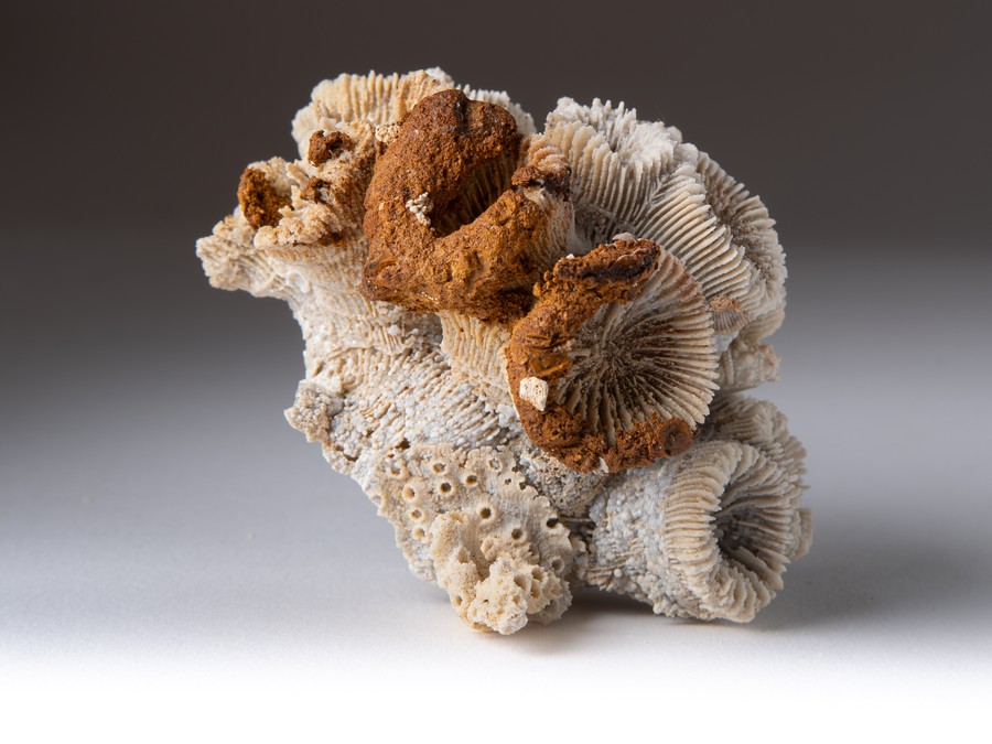 Astkoralle - Thecosmilia