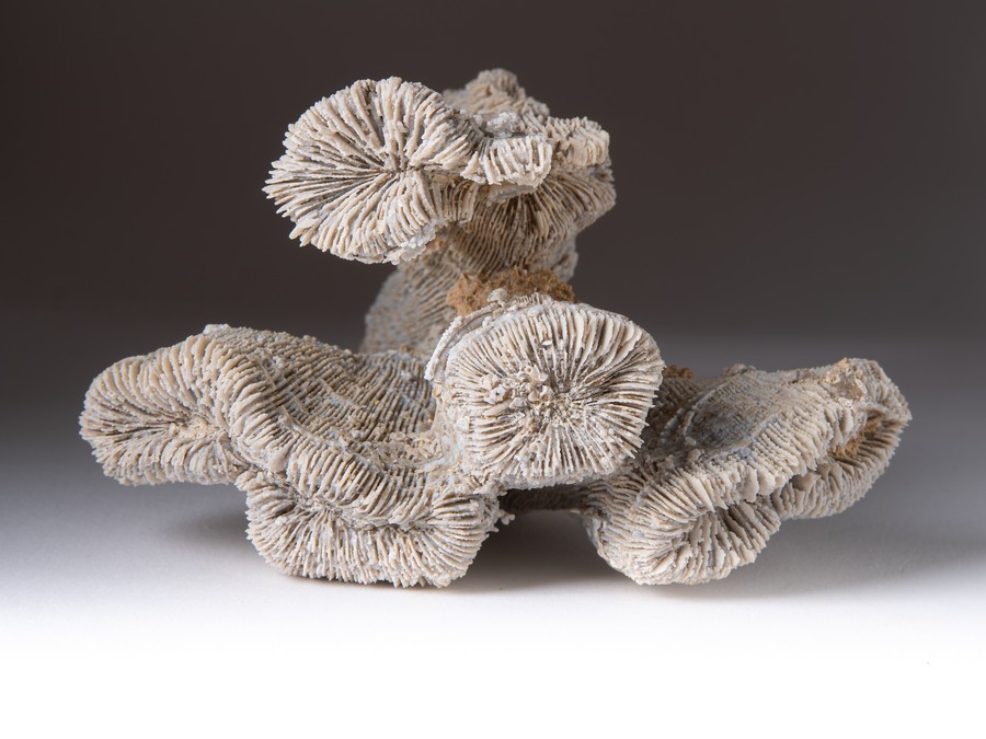 Einzelkoralle - Latiphyllia