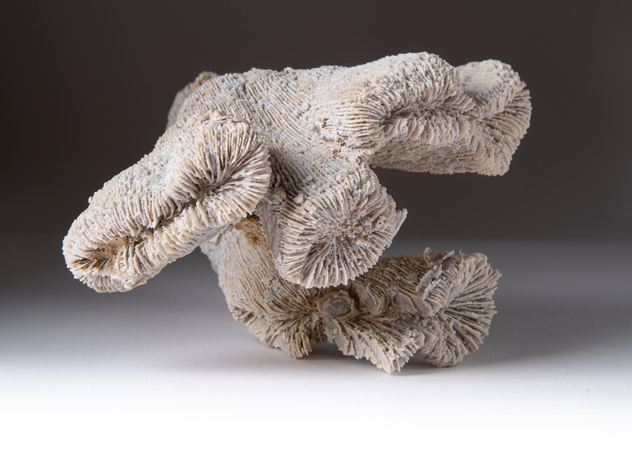 Einzelkoralle - Latiphyllia