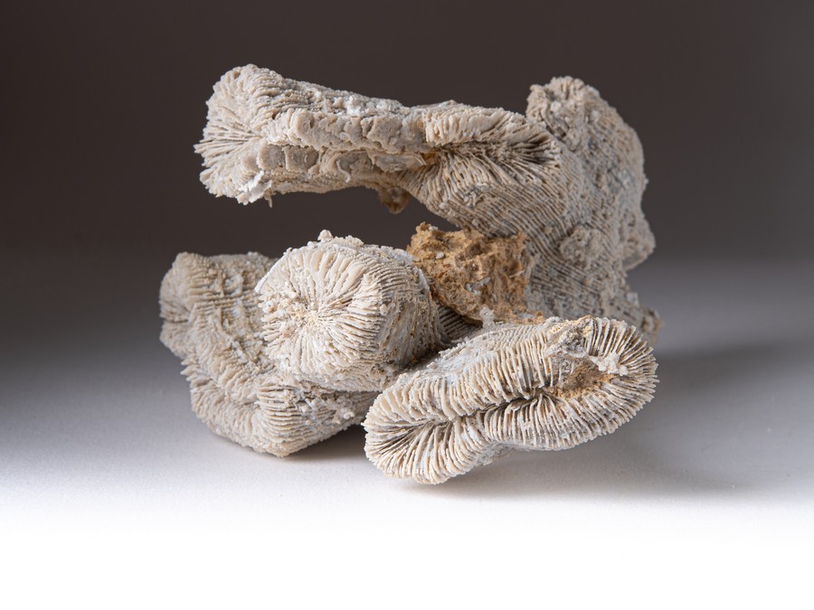 Einzelkoralle - Latiphyllia