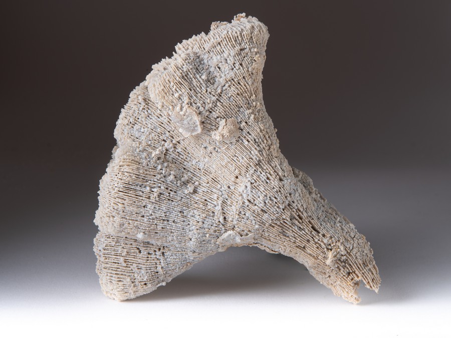 Einzelkoralle - Latiphyllia