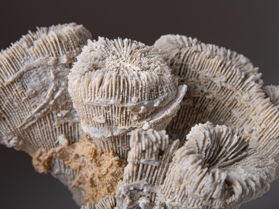 Einzelkoralle - Latiphyllia