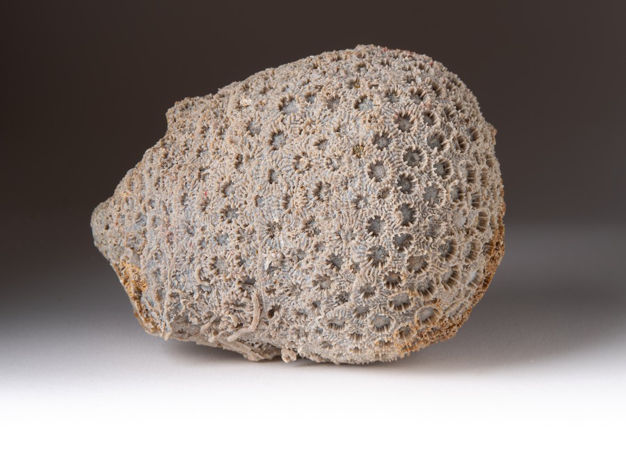 Sternkoralle - Cyathophora