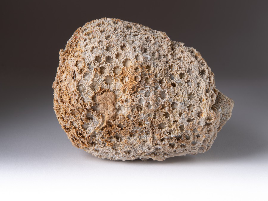 Sternkoralle - Cyathophora