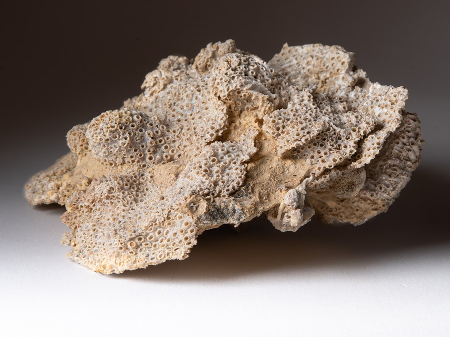 Sternkoralle - Stylina