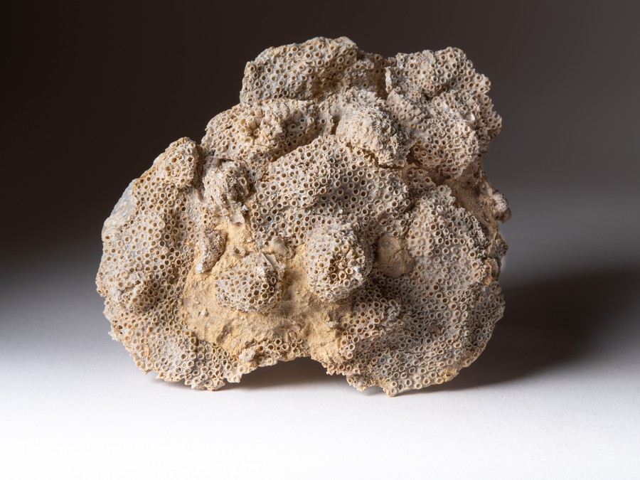 Sternkoralle - Stylina