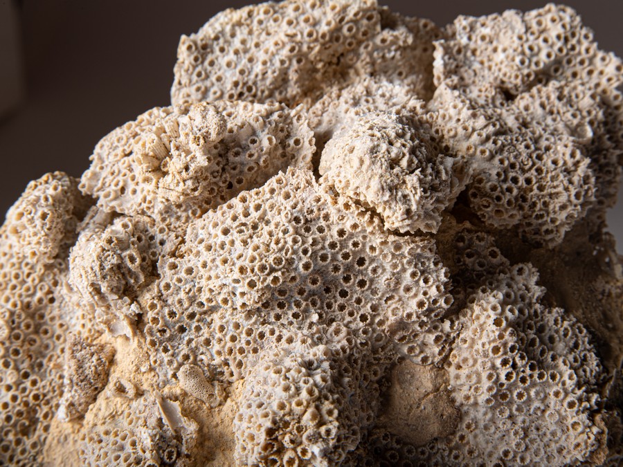 Sternkoralle - Stylina