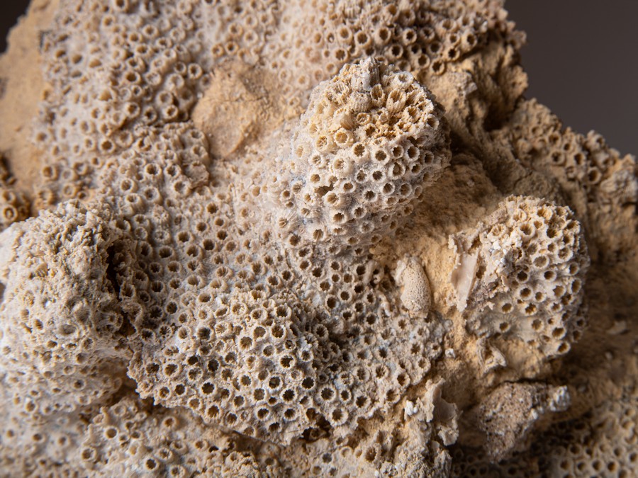 Sternkoralle - Stylina