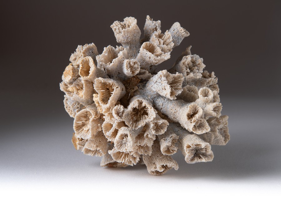 Astkoralle - Dermosmilia