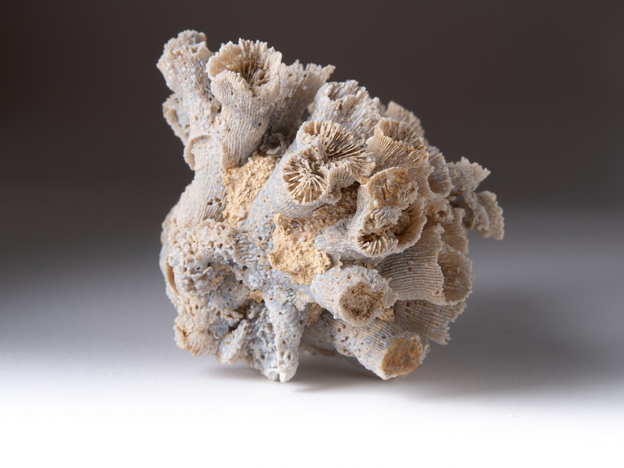 Astkoralle - Dermosmilia