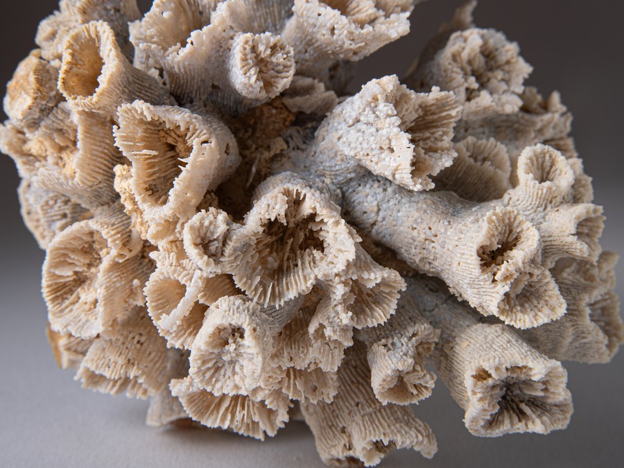 Astkoralle - Dermosmilia