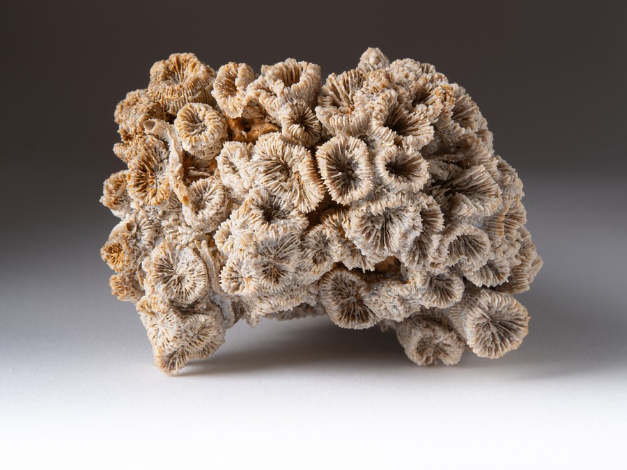 Astkoralle - T. irregularis