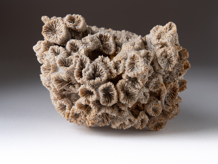 Astkoralle - T. irregularis