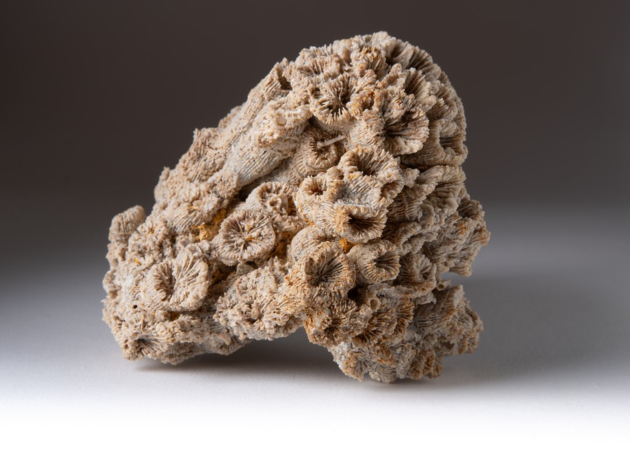 Astkoralle - T. irregularis