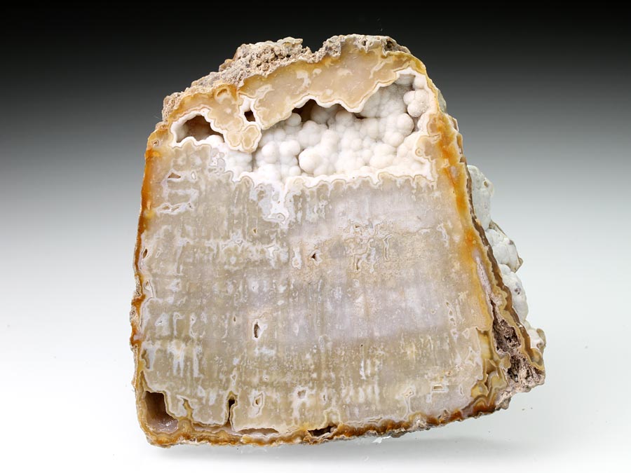 Chalcedonkoralle aus Florida