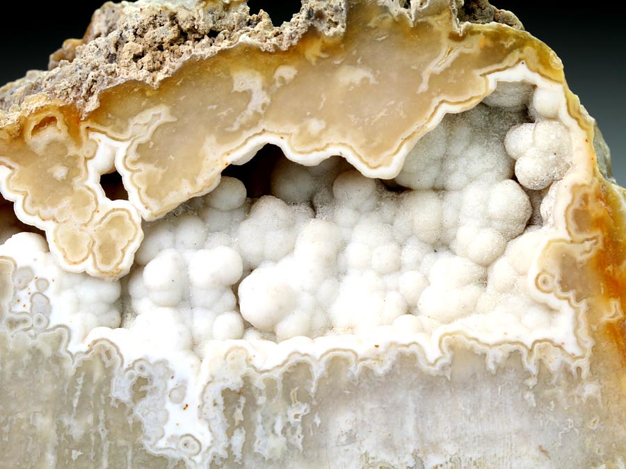 Chalcedonkoralle aus Florida