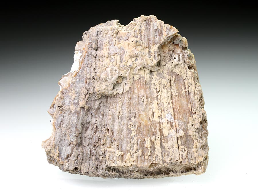 Chalcedonkoralle aus Florida