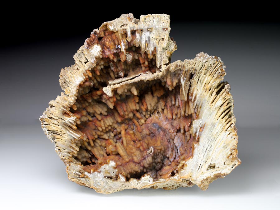 Chalcedonkoralle aus Florida