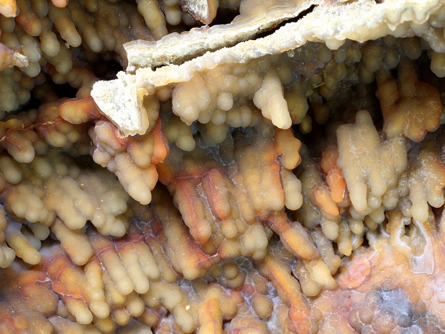 Chalcedonkoralle aus Florida