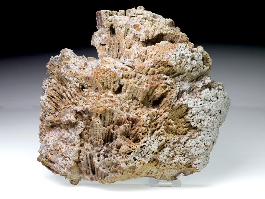 Chalcedonkoralle aus Florida