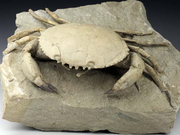 freiprparierte Krabbe aus Italien