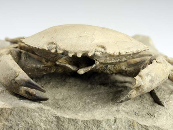 freiprparierte Krabbe aus Italien