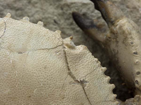 freiprparierte Krabbe aus Italien