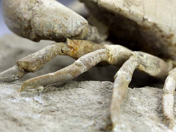 freiprparierte Krabbe aus Italien