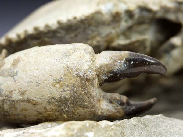 freiprparierte Krabbe aus Italien