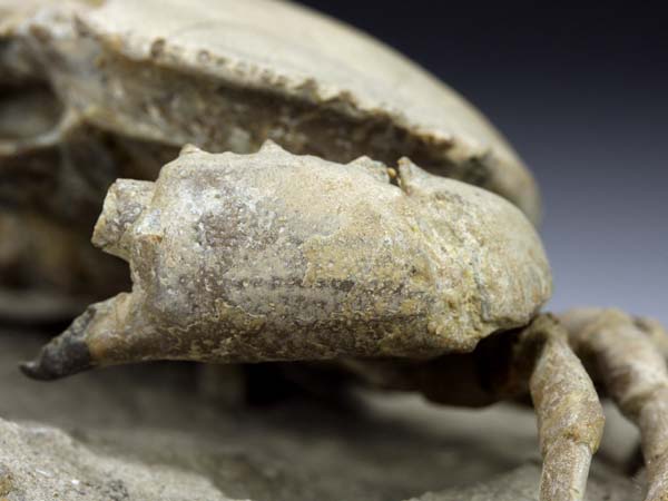 freiprparierte Krabbe aus Italien